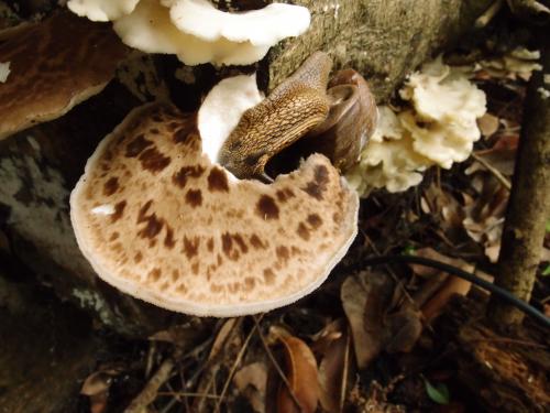 Polyporus squamosus(寬鱗多孔菌)