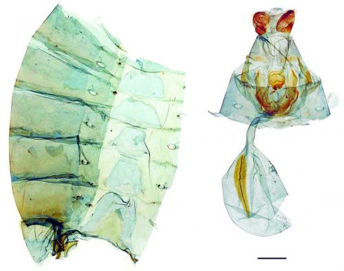 Papilio dialis tatsuta Murayama, 1970 穹翠鳳蝶 Papilio dialis tatsuta Murayama, 1970 穹翠鳳蝶