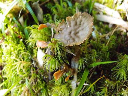 Peltigera membranacea(膜地卷)