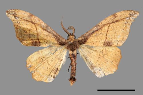 Hyposidra infixaria[黃鉤尺蛾][00058785]