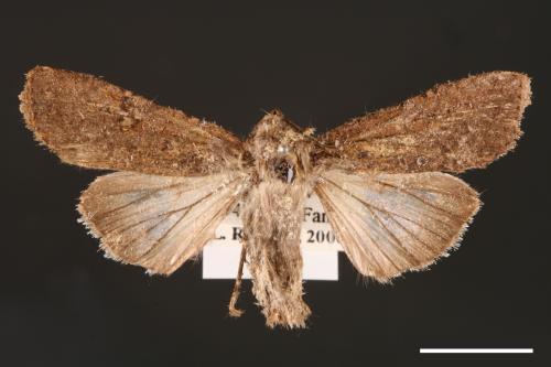 Peridroma saucia[雜色夜蛾][00000745]