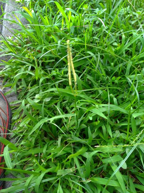 兩耳草
