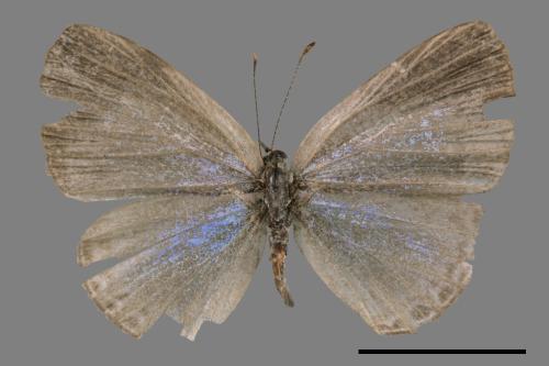 Jamides bochus formosanus[琉璃波紋小灰蝶][00026984]