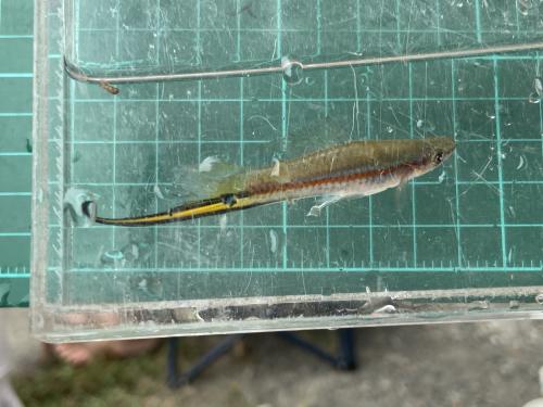 劍尾魚