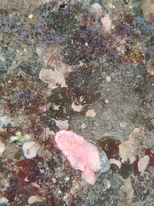 馬崗偽角扁蟲 馬崗偽角扁蟲