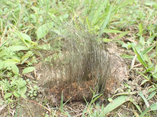 Phycomyces blakesleeanus(布拉克鬍鬚黴) Phycomyces blakesleeanus(布拉克鬍鬚黴)