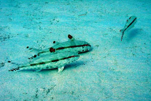 Upeneus tragula@fishdb-media-3354 Upeneus tragula@fishdb-media-3354