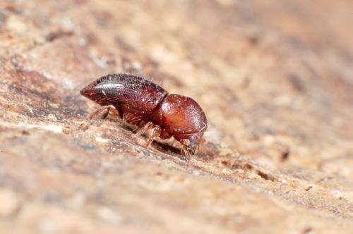 Euwallacea wallacei (Blandford, 1896) 華萊氏方胸小蠹