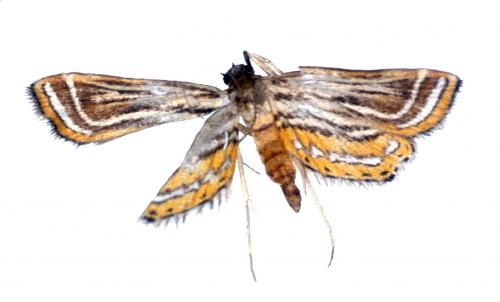 華東帶紋水螟 Parapoynx insectalis Pryer 華東帶紋水螟 Parapoynx insectalis Pryer