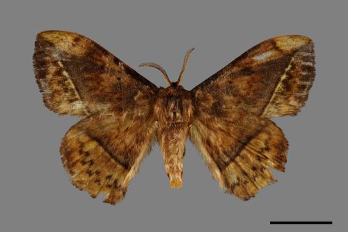 Apha horishana[埔里帶蛾][00071401]