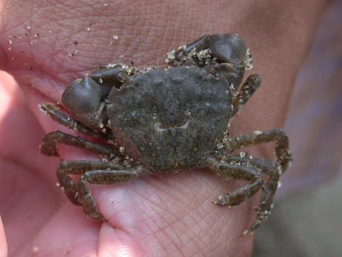 平背蜞