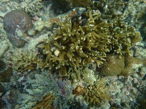 歧枝微孔珊瑚