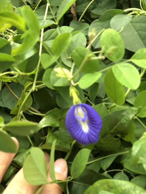 蝶豆 蝶豆