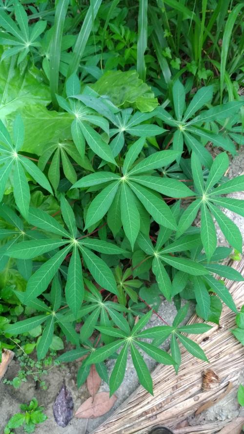 木薯