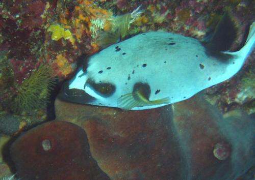 Arothron nigropunctatus@fishdb-media-6121