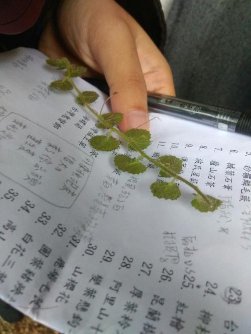 銅錘玉帶草
