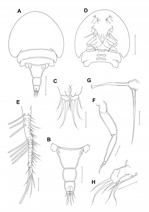 Cholomyzon tubastraeae_雌.jpg