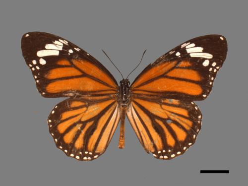 Danaus genutia[黑脈樺斑蝶][00013404]