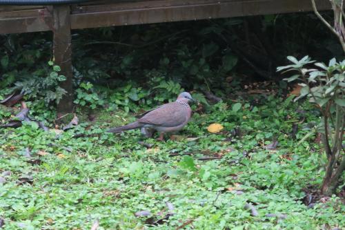 珠頸斑鳩