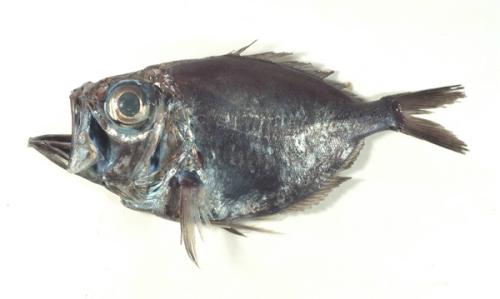 ASIZP0066097 ASIZP0066097
