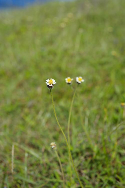 長柄菊