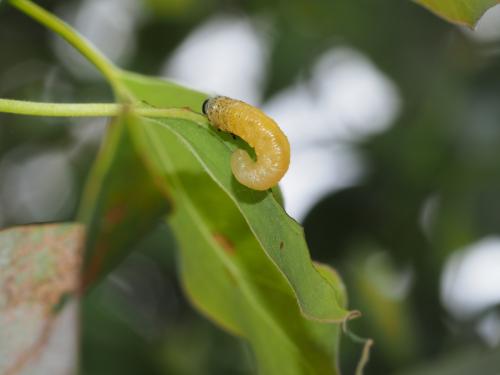 樟葉蜂 樟葉蜂