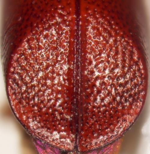 Xylopsocus castanoptera (Fairmaire, 1850)