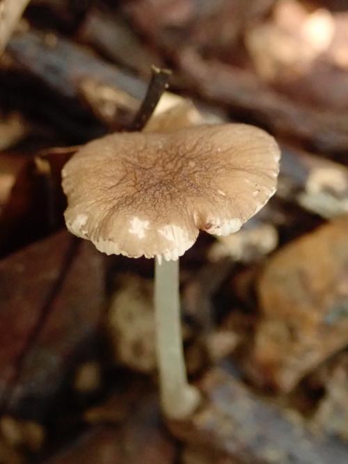 Pluteus phlebophorus(皺皮光柄菇) Pluteus phlebophorus(皺皮光柄菇)