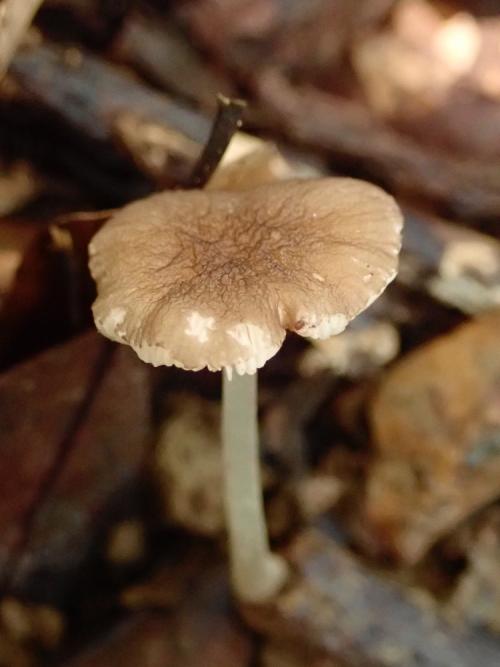 Pluteus phlebophorus(皺皮光柄菇)