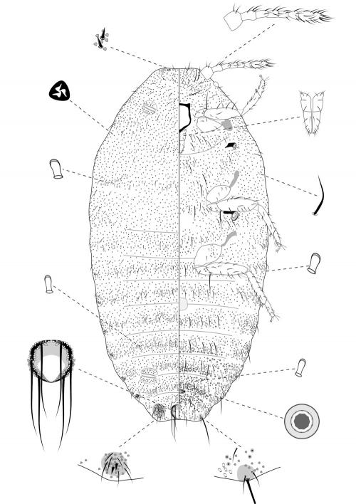 Dysmicoccus boninsis (Kuwana, 1910)