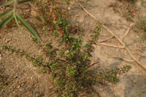 野甘草