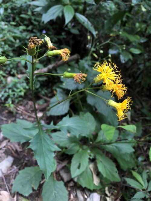 黃花三七草
