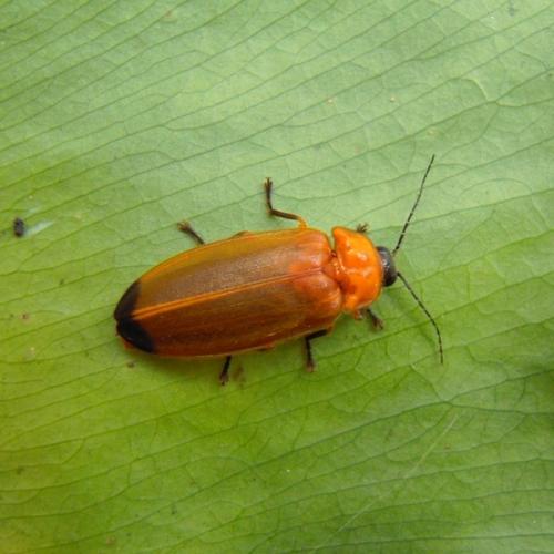 #55 大端黑螢