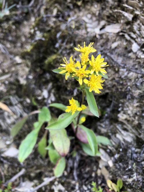 European goldenrod