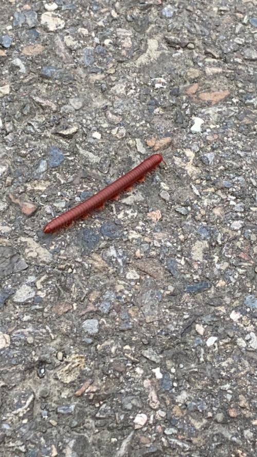磚紅厚甲馬陸 磚紅厚甲馬陸