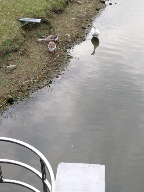 家鵝 家鵝