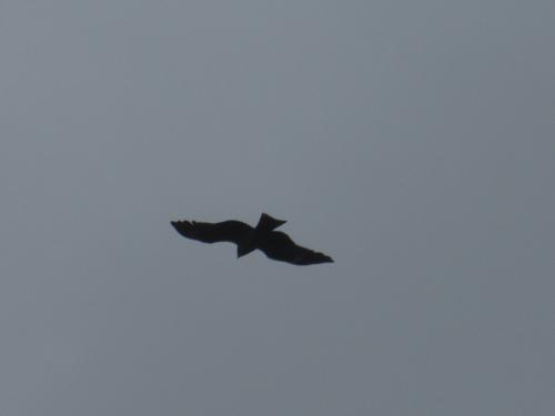 黑鳶 黑鳶