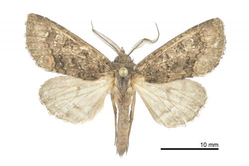 Oroplexia fortunata_male_ESRI_01