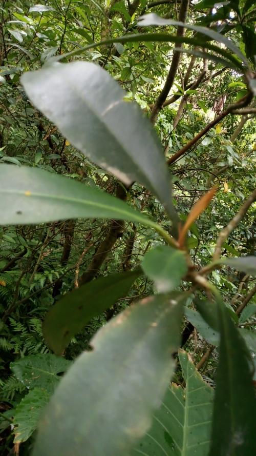 樹杞 樹杞