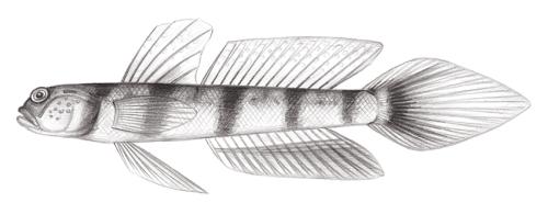Amblyeleotris japonica@Jheng2075