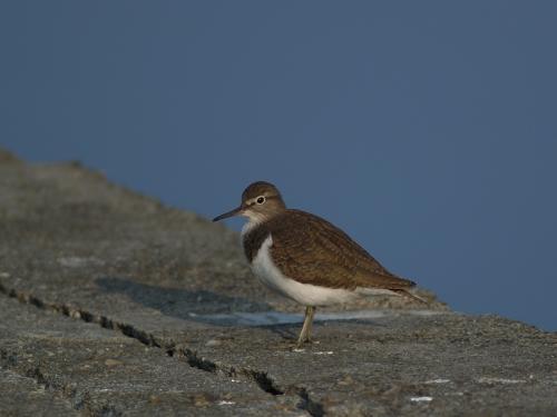 20090729_404540_Common_Sandpiper_PC206265.jpg