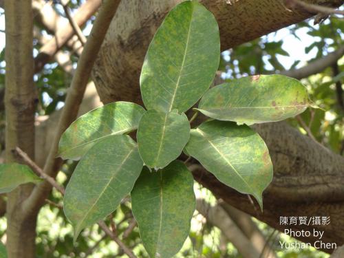 大葉雀榕 大葉雀榕