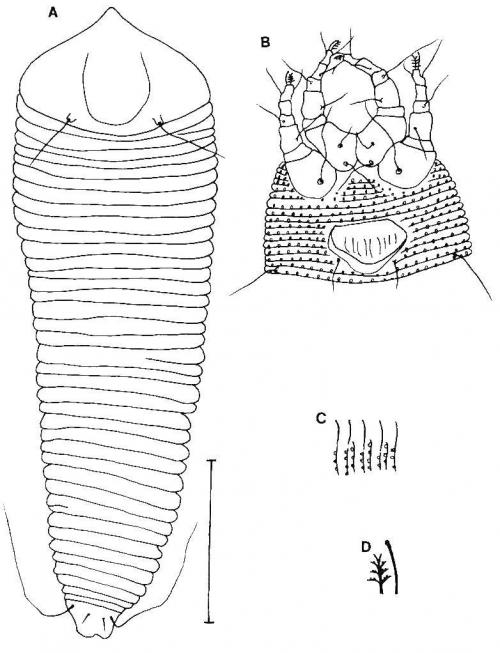 Aculops oldhamii Huang, 2001 Aculops oldhamii Huang, 2001