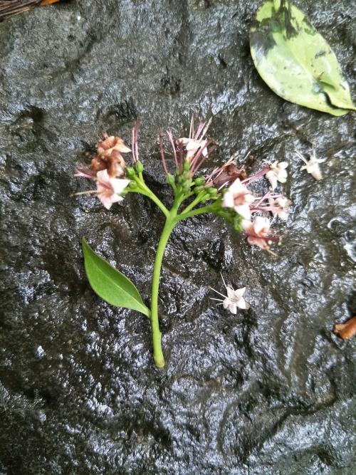 長花厚殼樹
