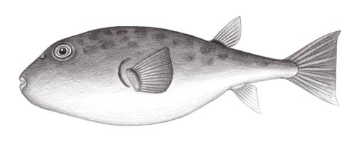 Sphoeroides pachygaster@Jheng2545
