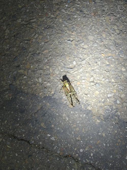 紋翅暮蟬