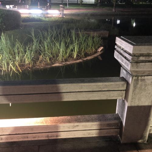 夜鷺