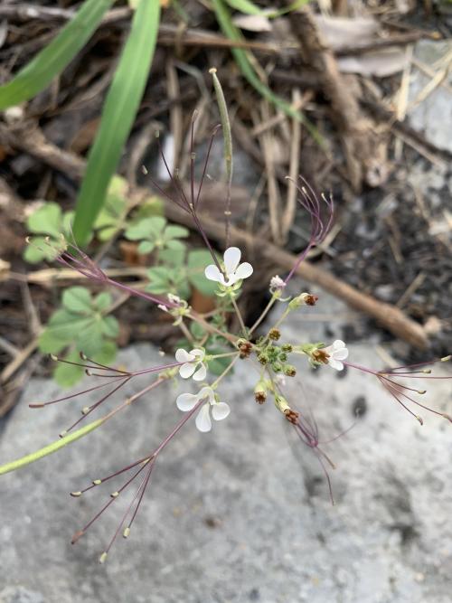 白花菜