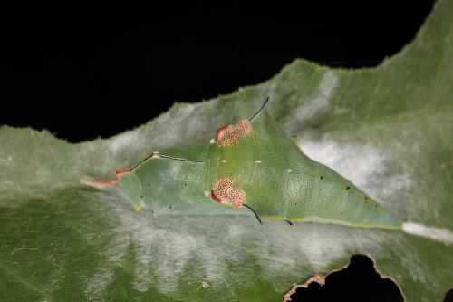 20091006_347351_Prioneris thestylis formosana_p.jpg