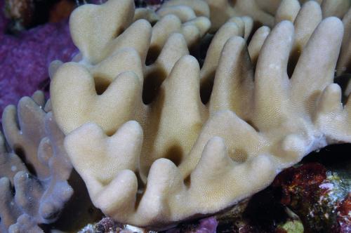 疏指葉形軟珊瑚;簡葉形軟珊瑚